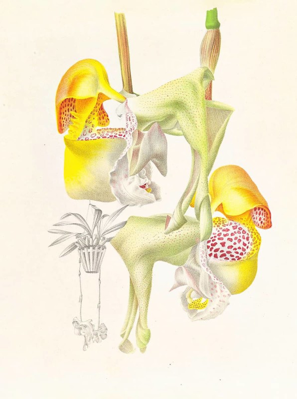 Orchid, Coryanthes bungerothi, authentic reproduction of an illustration by Jean Jules Linden (1817 - 1898), Luxembourgish-Belgian botanist, one of the fathers of orchid research, Historical