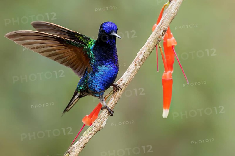 Velvet-purple Coronet (Boissonneaua jardini) perched on a branch in Colombia, South America