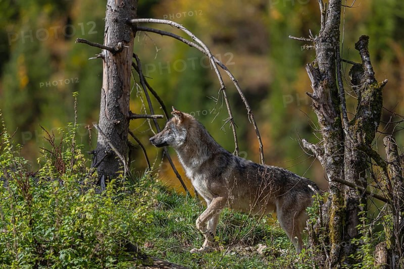 One eurasian gray wolf (Canis lupus lupus) standing on a small hill between logs and rocks with a colourful fall foliage in the background