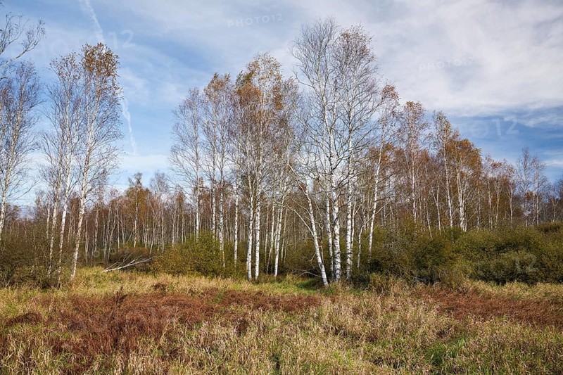 Bog birch (Betula pubescens), Federsee lake nature reserve, UNESCO World Heritage Site, Bad Buchau, Upper Swabia, Baden-Württemberg, Germany