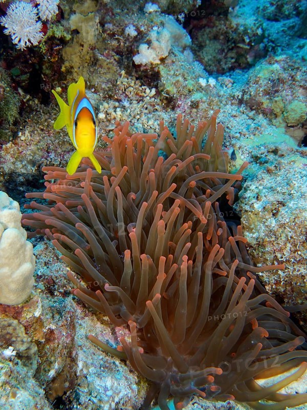 Bubble anemone (Entacmaea quadricolor)