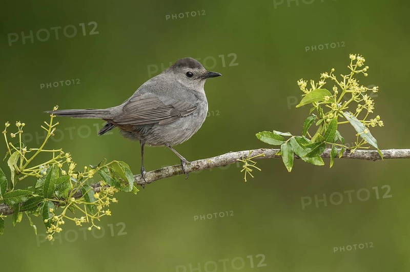 Grey Catbird (Dumetella carolinensis) perched on a branch, Texas, USA