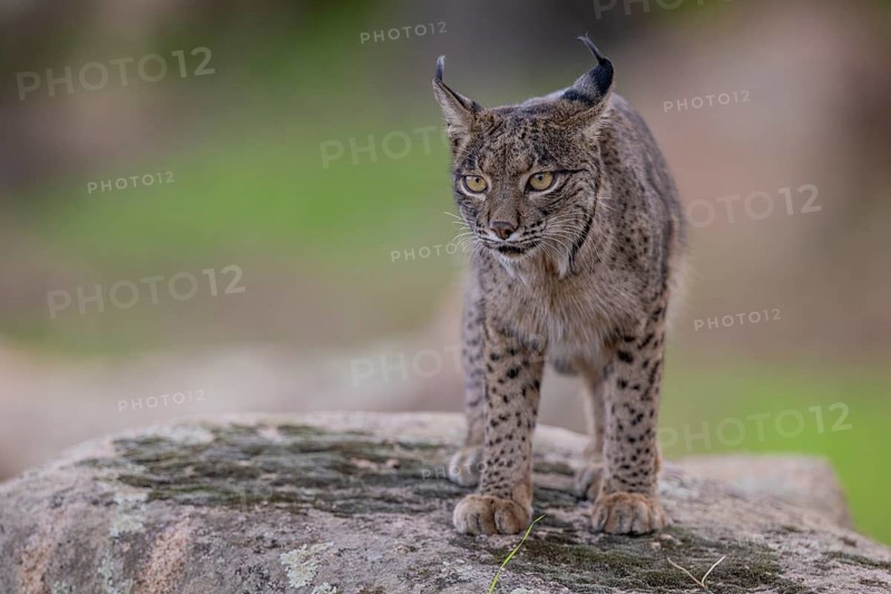 Lynx pardinus, male, standing on stone, Sierra de Andujar, Andalusia, Spain