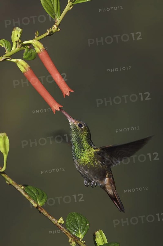 Rufous-tailed Hummingbird (Amazilia tzacatl), Ecuador