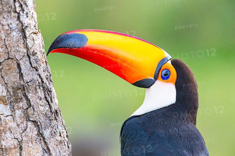 Giant toucan (Ramphastos toco) Pantanal Brazil