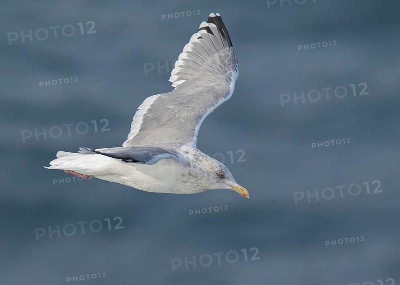 Vega Gull (Larus vegae) flying, South Korea