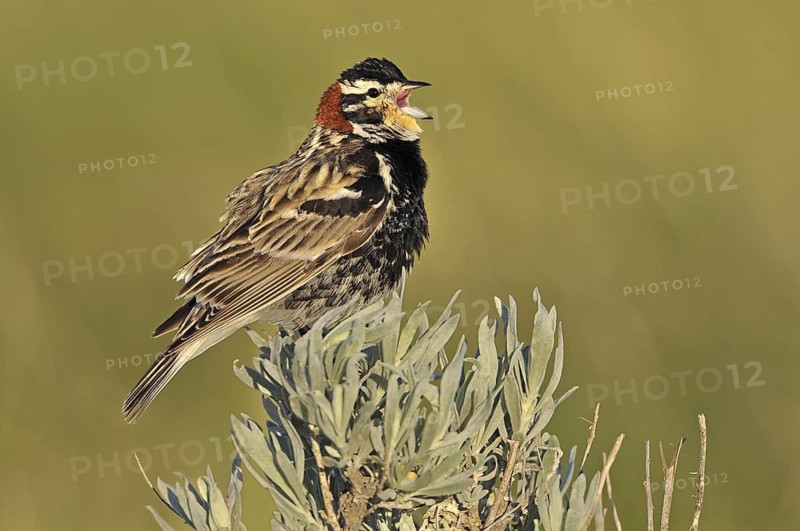 Chestnut-collared Longspur (Calcarius ornatus) singing, Canada