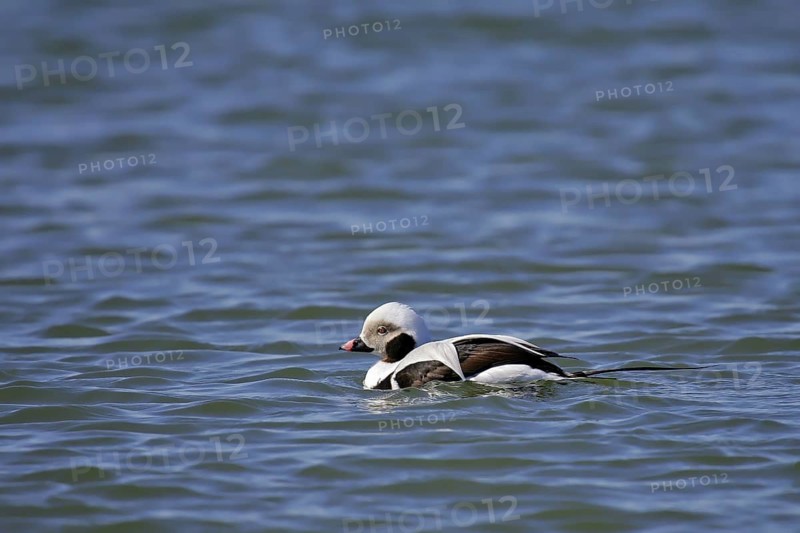 Long-tailed Duck (Clangula hyemalis) male, Mecklenburg-Western Pomerania, Germany