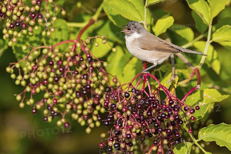 Warbler, (Sylvia curruca), animals, birds, warbler family, sits, tree, elderberries, biotope, habitat, food, eats berries, Ottenby, Degerhamn, Kalmar, Sweden
