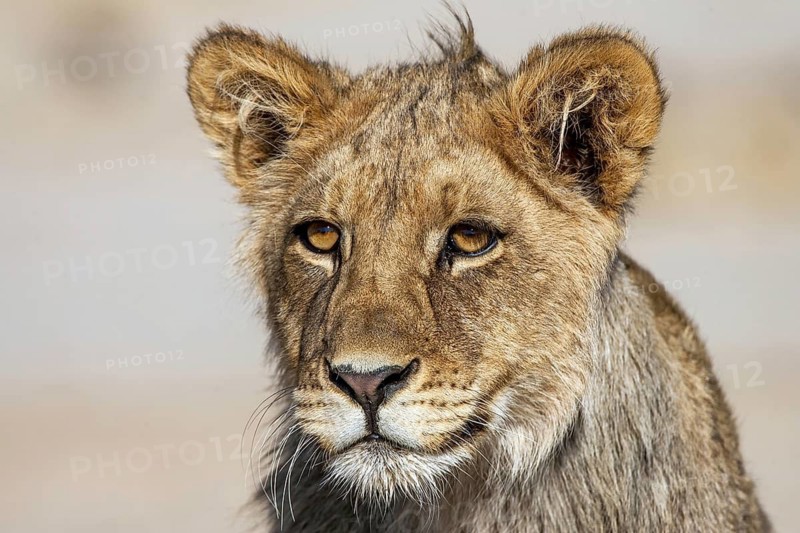 African lion. Young animal, portrait, (Panthera leo vernayi), South Africa