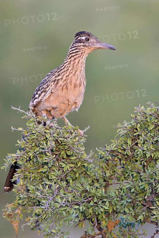 Greater Roadrunner (Geococcyx californianus) perched on a branch in southern Arizona, USA