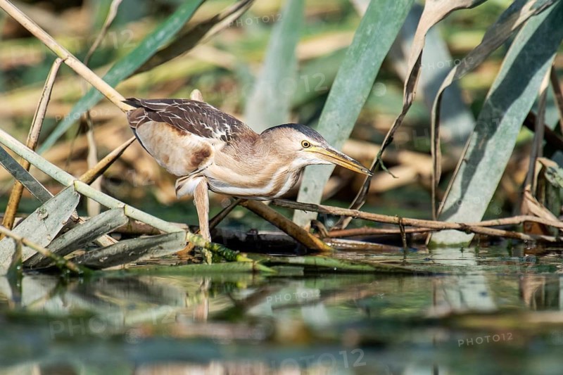 Little Bittern (Ixobrychus minutus) female, Eilat, Israel