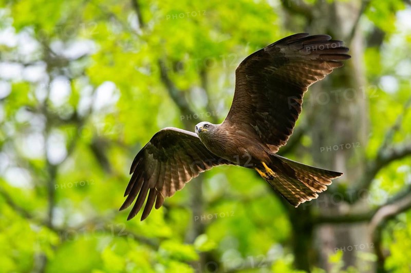 Black kite (Milvus migrans) flying in a forest in early summer, Bavaria, Germany