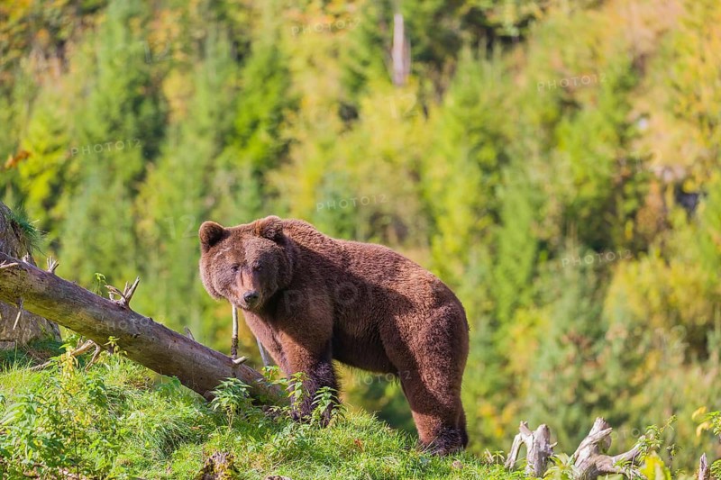 A young male brown bear (Ursus arctos arctos) crosses a meadow on hilly terrain, looking for food. In the distance is a forest in fall foliage