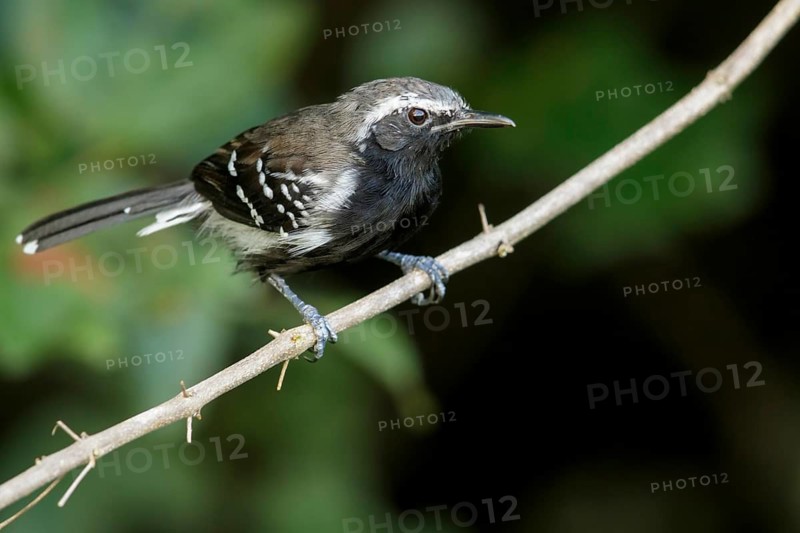 Southern White-fringed Antwren (Formicivora grisea) perched on a branch in the grasslands of Guyana