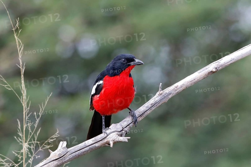 Black-headed Gonolek (Laniarius erythrogaster), Savuti, Botswana