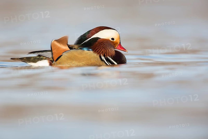 Mandarin Duck (Aix galericulata) male, Rhineland-Palatinate, Germany