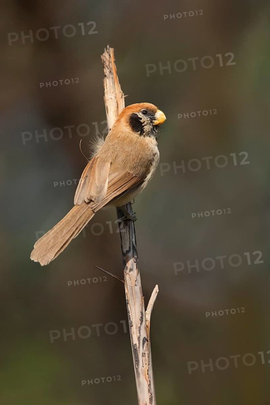 Spot-breasted Parrotbill (Paradoxornis guttaticollis), Chiang Mai, Thailand