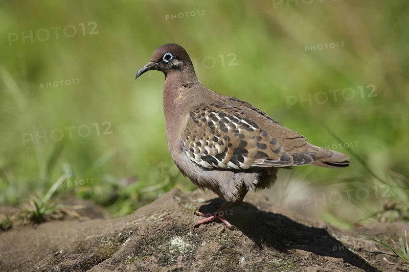 Galapagos Dove (Zenaida galapagoensis), Galapagos, Ecuador