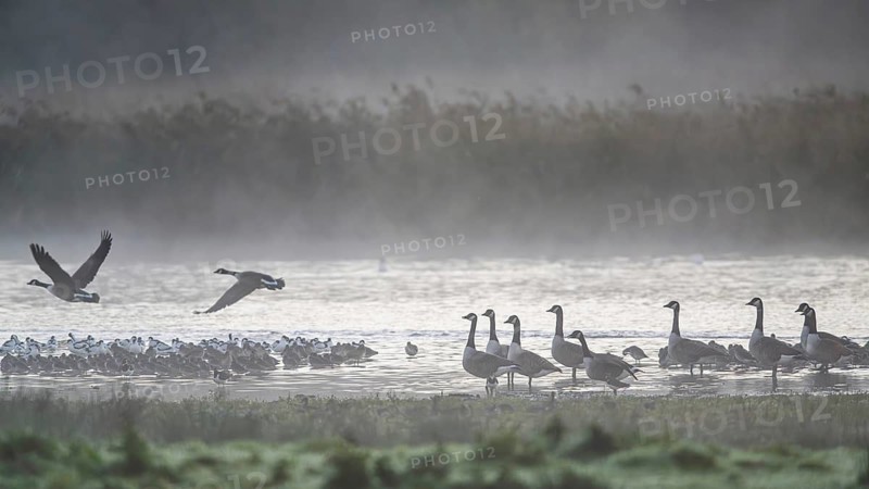 Canada Goose, Branta Canadensis, birds in flight over marshes