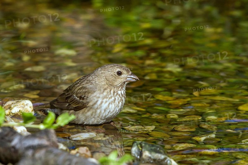 Common Rosefinch (Carpodacus erythrinus) in waterhole, Mecklenburg-Western Pomerania, Germany