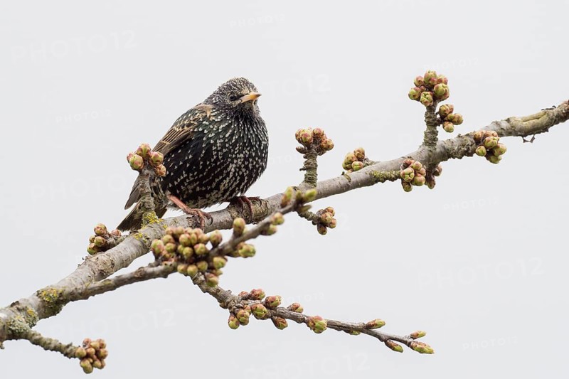 A starling (Sturnus vulgaris) resting on a flowering branch with closed buds, Hesse, Germany