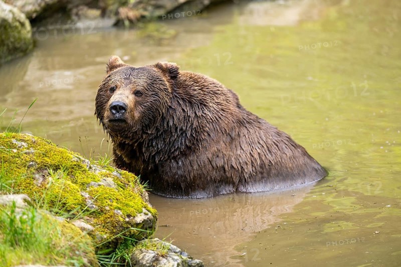 Eurasian brown bear (Ursus arctos arctos) in a little lake, Bavarian Forest, Bavaria, Germany