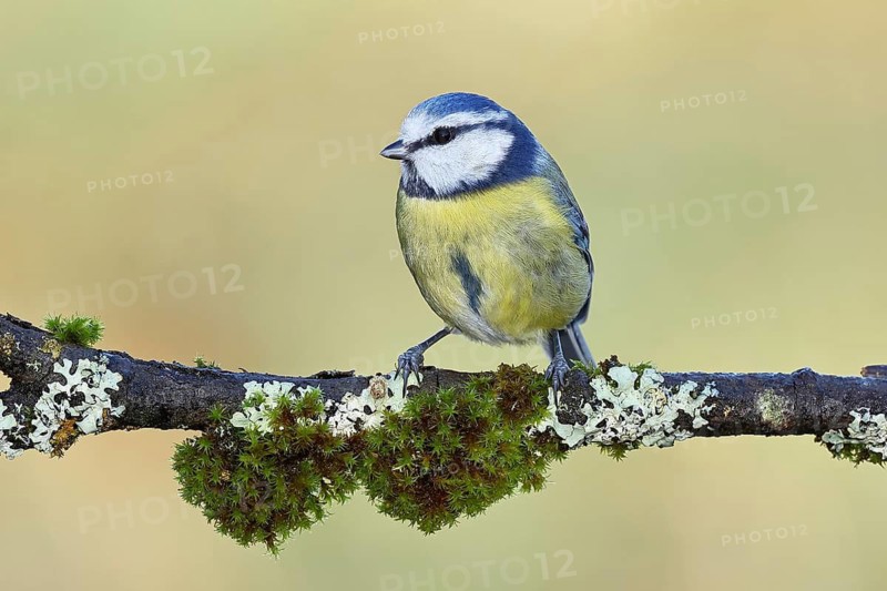 Blue tit (Parus caeruleus), sitting on a branch overgrown with lichen and moss, Wilnsdorf, North Rhine-Westphalia, Germany
