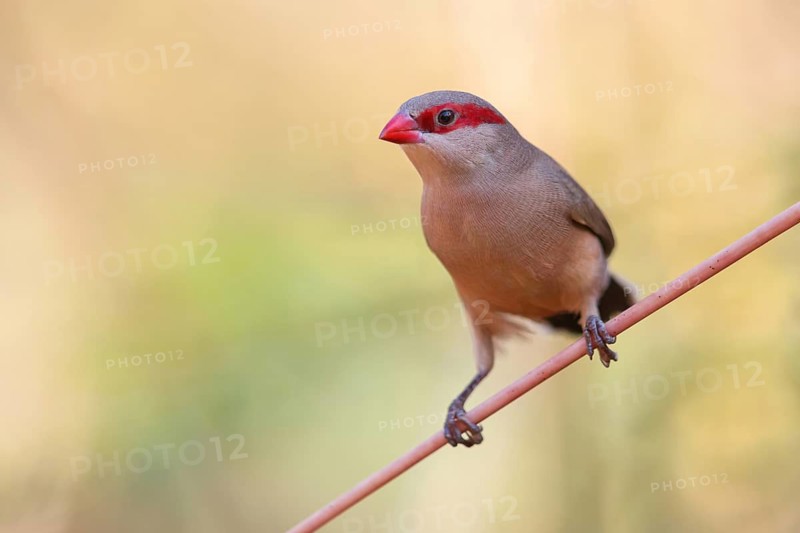 Black-rumped waxbill (Estrilda troglodytes), Grey Astrilda, family of the magnificent finches, Tendaba camp / Tendaba photo hid, Kwinella, South Bank, Gambia