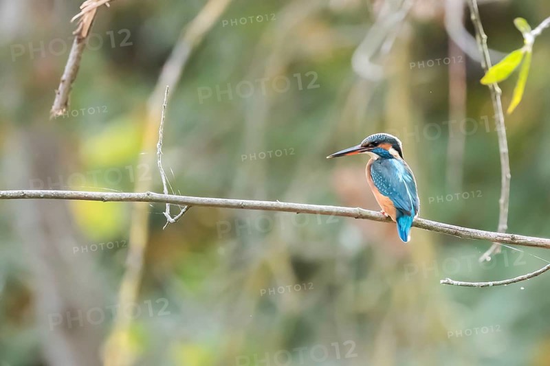 A colorful kingfisher bird sits gracefully on a thin branch, its vibrant blue and orange plumage contrasting with the soft, green blurred background of its surroundings