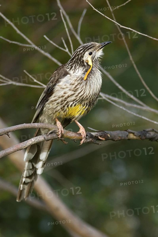 Yellow Wattlebird (Anthochaera paradoxa), Tasmania, Australia