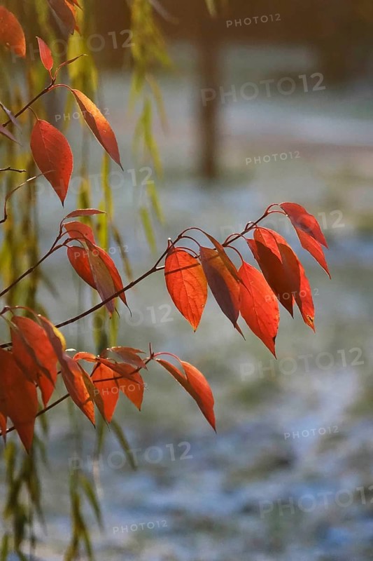 Late autumn, November, Germany