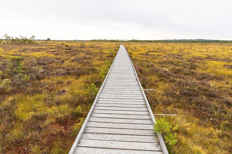 Wooden trail through Hochmor, Store Mosse National Park, Jönköpings län, Sweden
