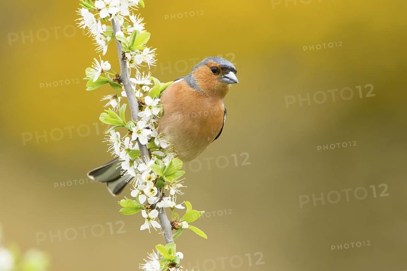 Common Chaffinch (Fringilla coelebs) male on a flowering branch, United Kingdom