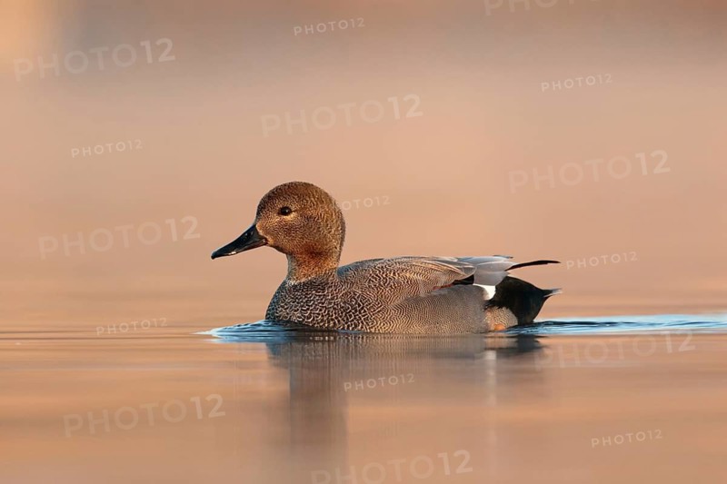 Gadwall (Mareca strepera) male, Utrecht, Netherlands