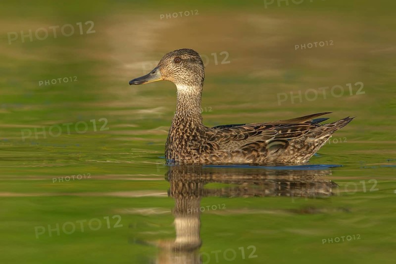Eurasian Teal (Anas crecca) female, Iceland