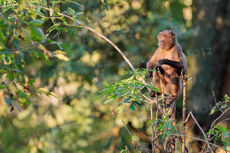A young gelada (Theropithecus gelada), or bloodheart monkey, plays in a small tree in beautiful light