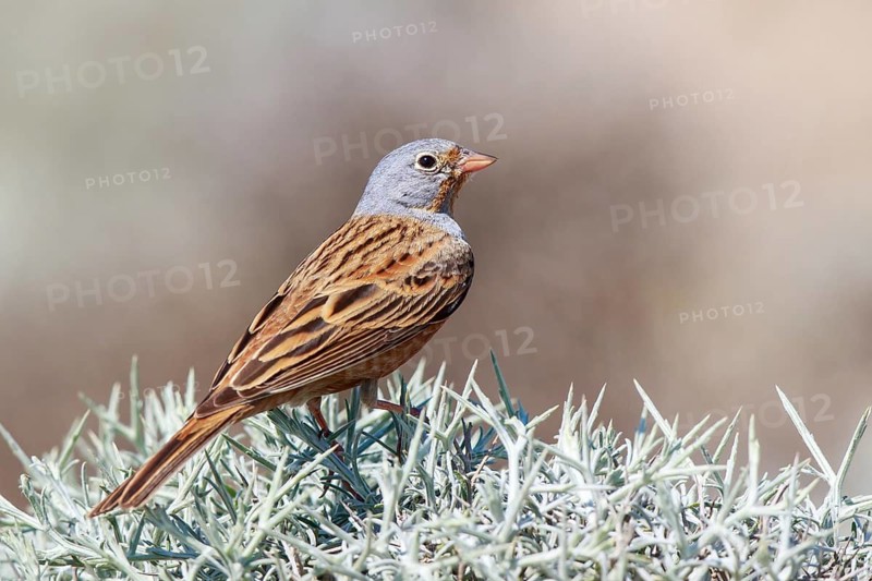 Cretzschmar's Bunting (Emberiza caesia) male, Lesvos, Greece