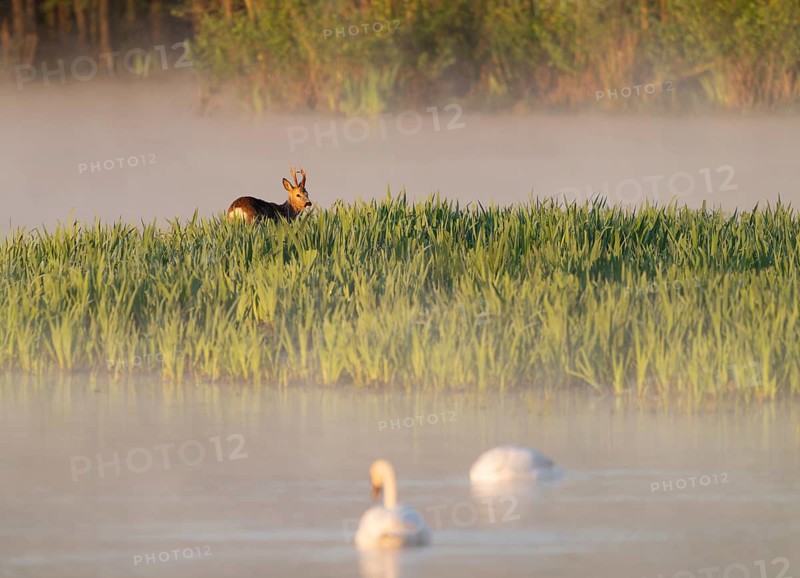 Roe deer (Capreolus capreolus), roebuck standing in a wet meadow, in a wetland biotope at a lake, morning mist, warm morning light, mute swans (Cygnus olor) on the water, Lower Saxony, Germany