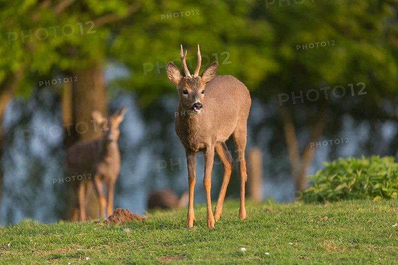One male Roe Deer, Roe buck (Capreolus capreolus), running over a green meadow with some green trees in the background