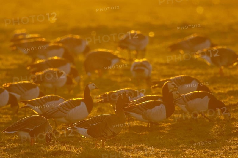 Greater White-fronted Goose (Anser albifrons) foraging, North Rhine-Westphalia, Germany
