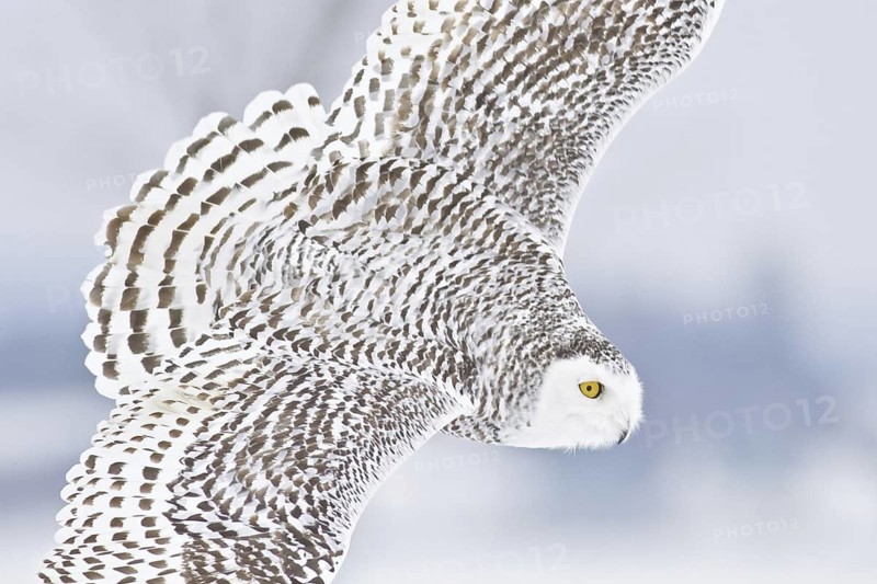 Snowy Owl (Bubo scandiacus) flying, Ontario, Canada