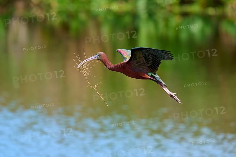 Glossy ibis, (Plegadis falcinellus), in flight over water, carrying branches in its beak, likely for nest building, Wakodahatchee Wetlands, Delray Beach, Florida, USA