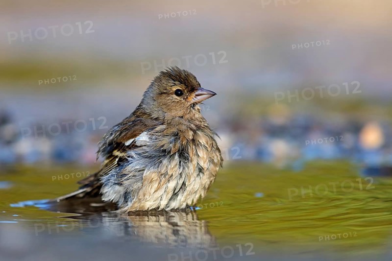 Chaffinch, (Fringilla coelebs), bathing in the water, Wadi Darbat, Salalah, Greece, Oman
