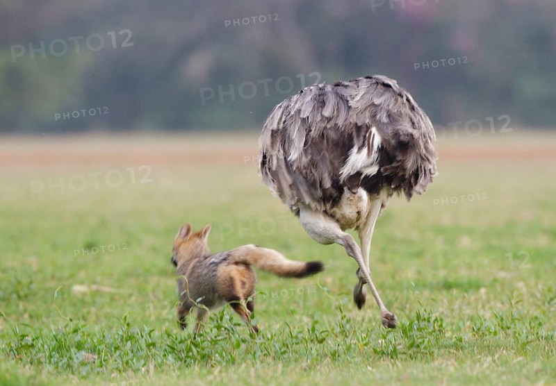 Greater Rhea (Rhea americana) chasing Red Fox away, Corrientes, Argentina