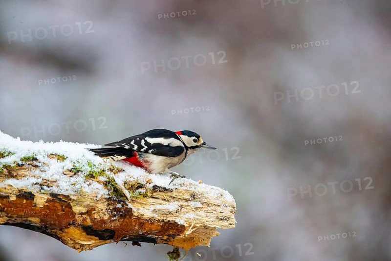 Great spotted woodpecker (Dendrocopus major) male in the snow, Germany