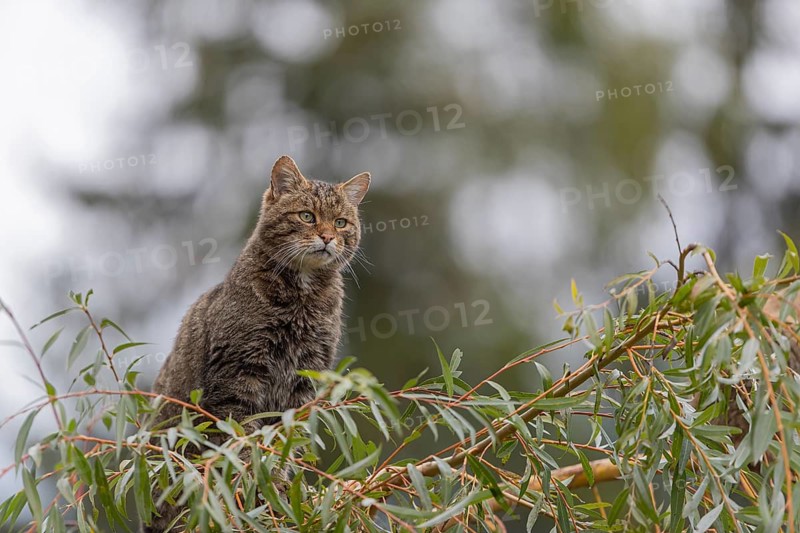 One European wildcat, Felis silvestris silvestris, sitting in a green weeping willow tree. Green leaves all around. Mountains and grey sky in the background