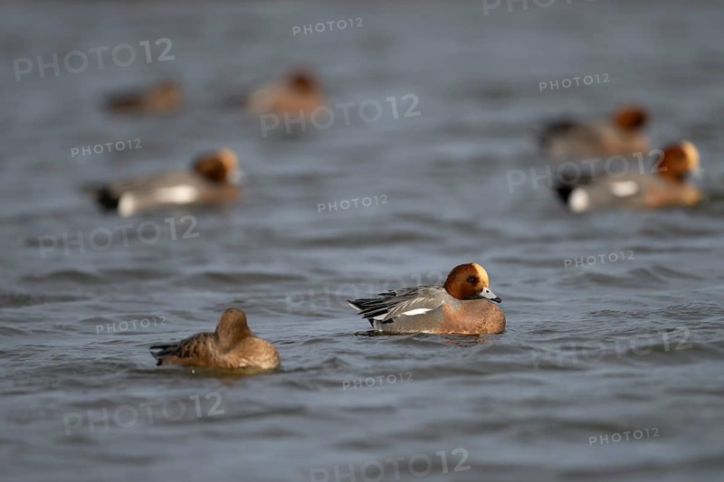 Bean goose, Bean goose (Anser fabalis), Texel, Netherlands