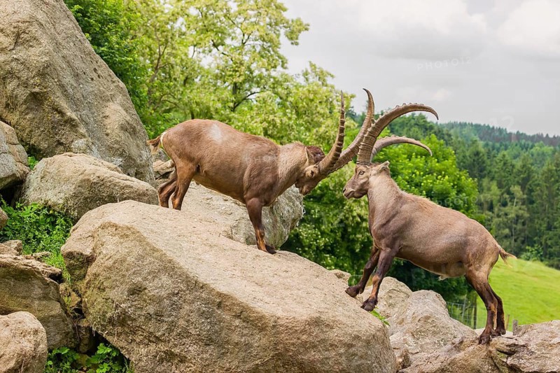 Two male ibex (Capra ibex) are standing on a rock and playfully fighting. A green forest can be seen in the background