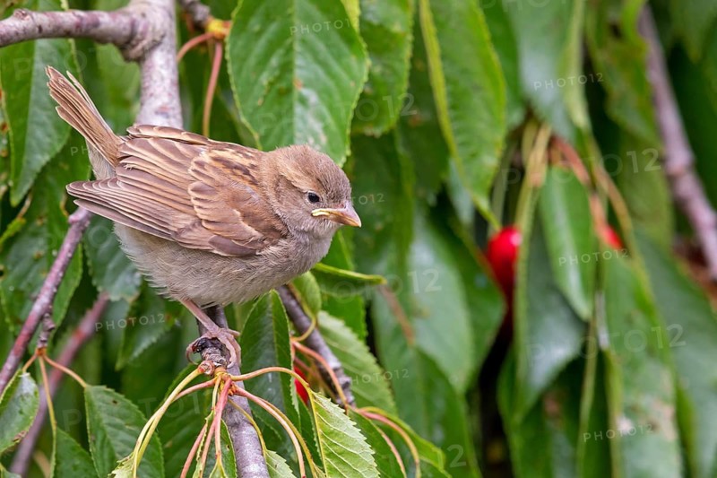 House sparrow, sparrows, (Passer domesticus), animals, birds, perch, Rhein-Pfalz-Kreis, Neuhofen, Rhineland-Palatinate, Germany